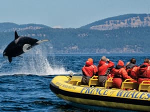 Golf in Victoria Gets Wild Off the Tee