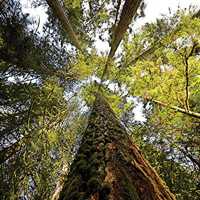 Heritage Forest Qualicum Beach Vancouver Island