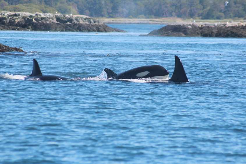 Prince of Whales Whale Watching Vancouver Island